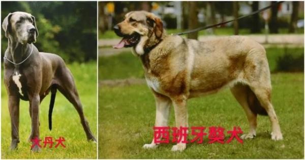 关于天津市建成区内禁养烈性犬种类的通告