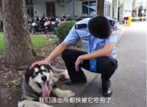 柴犬跑进警察局找主人，才吃完一碗狗粮，警察蜀黍就找回了主人