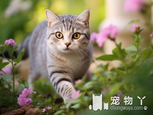 佛山时光旅宠物火化善终纪念馆，有猫猫可以撸吗?